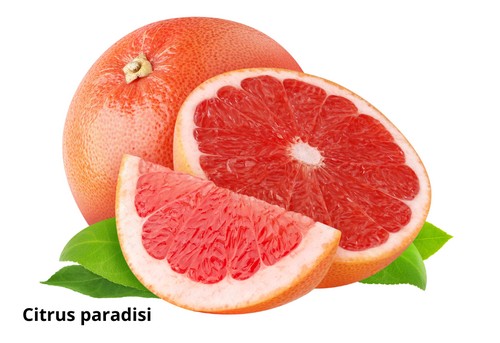 Citrus paradisi